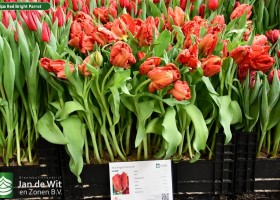 Tulipa Red Bright Parrot ® (1)